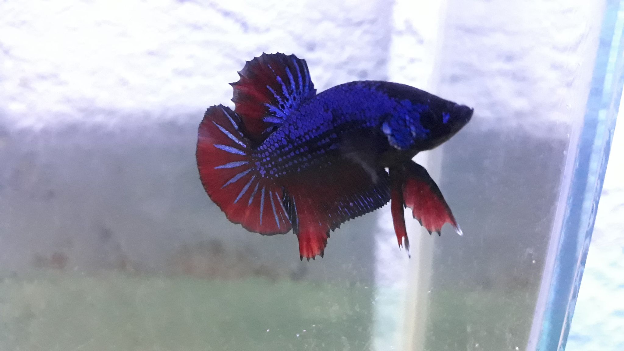 Koi avatar multicolor galaxy (hmpk)